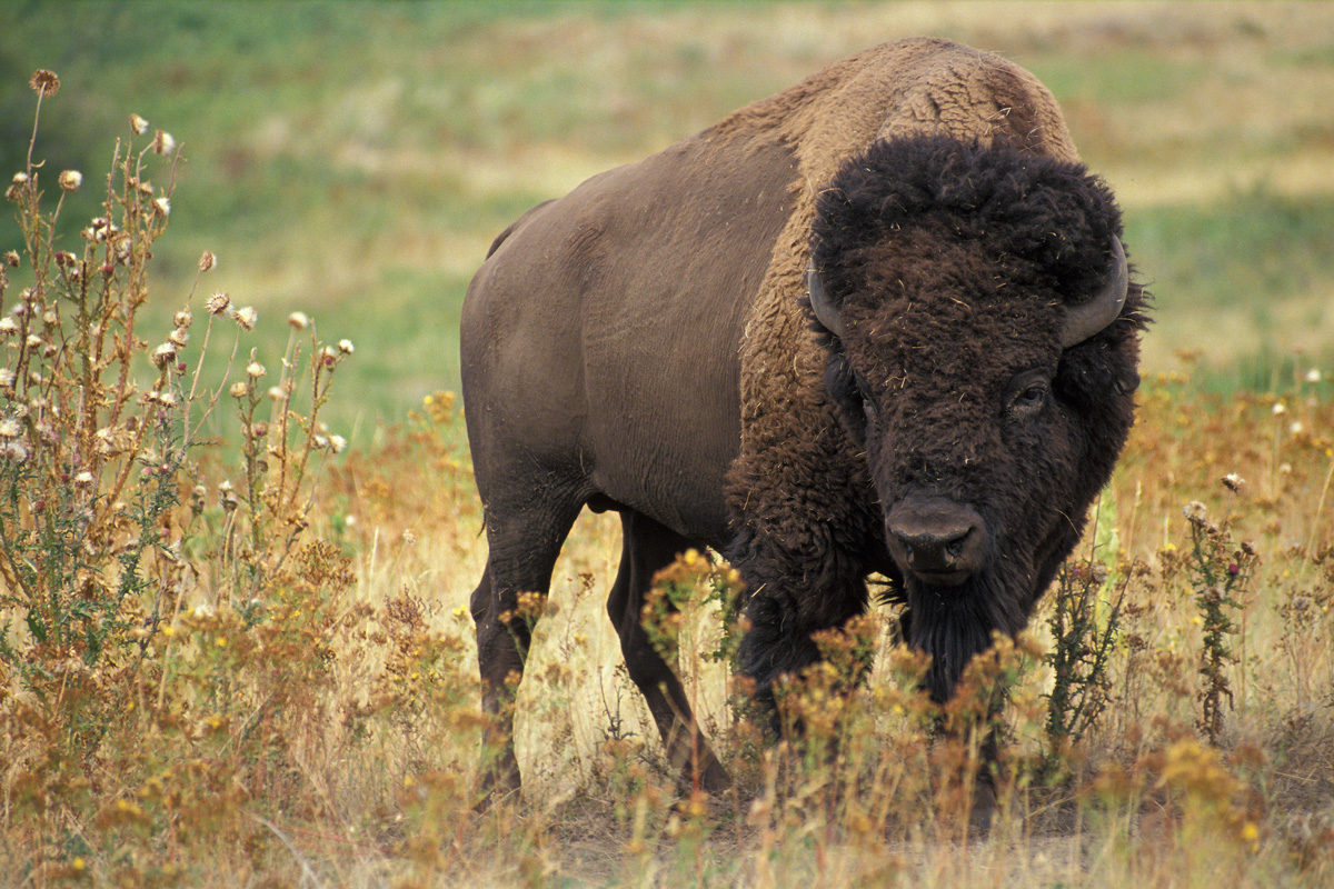 The American Buffalo and Parking Regulations?